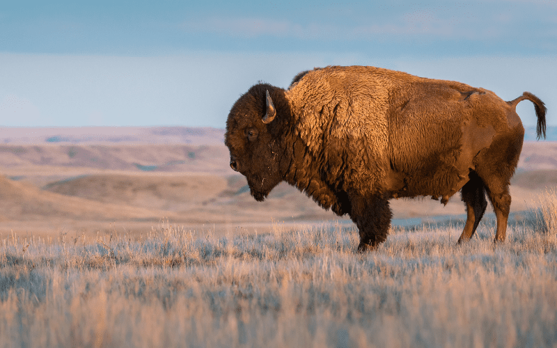 A buffalo stands on the grassy prairie — Engage